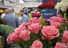 Shamita from the Ruiter is a high producer with eye-catching pink color. It has good packing characteristics. You can put a lot of them in one box.